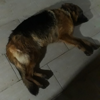 Alman Çoban Köpeği, Köpek  Joy fotoğrafı