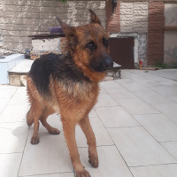 Alman Çoban Köpeği, Köpek  Joy fotoğrafı