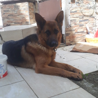 Alman Çoban Köpeği, Köpek  Joy fotoğrafı