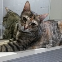 Tekir Kedi, Kedi  Şukufe fotoğrafı