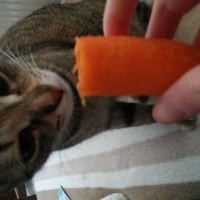Tekir Kedi, Kedi  Şukufe fotoğrafı