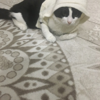 Tekir Kedi, Kedi  Neco fotoğrafı