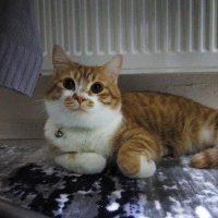 British Shorthair, Kedi  Lokum fotoğrafı