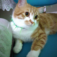 British Shorthair, Kedi  Lokum fotoğrafı