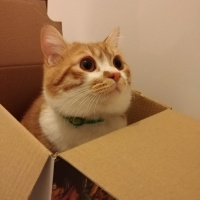 British Shorthair, Kedi  Lokum fotoğrafı