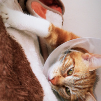 Sarman, Kedi  Yağmur fotoğrafı