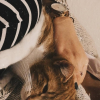 Sarman, Kedi  Yağmur fotoğrafı