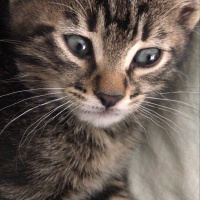 Tekir Kedi, Kedi  Biber fotoğrafı