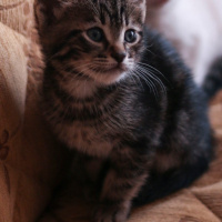 Tekir Kedi, Kedi  Biber fotoğrafı