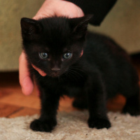 Tekir Kedi, Kedi  Biber fotoğrafı