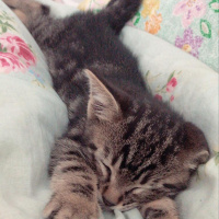 Tekir Kedi, Kedi  Biber fotoğrafı