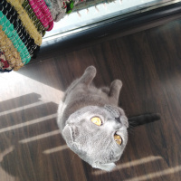 Scottish Fold, Kedi  Luna fotoğrafı