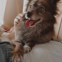 Alman Spanieli, Köpek  Goofy fotoğrafı
