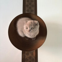 Scottish Fold, Kedi  Mila fotoğrafı