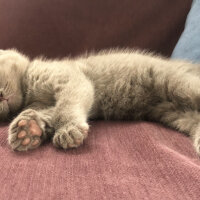 Scottish Fold, Kedi  Mila fotoğrafı