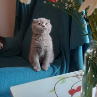 Scottish Fold, Kedi  Mila fotoğrafı