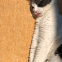 İran Kedisi (Persian), Kedi  Paşa fotoğrafı