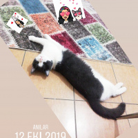 İran Kedisi (Persian), Kedi  Paşa fotoğrafı