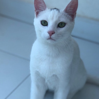 İran Kedisi (Persian), Kedi  Paşa fotoğrafı