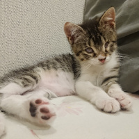 Tekir Kedi, Kedi  Pasta fotoğrafı