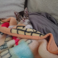 Tekir Kedi, Kedi  Pasta fotoğrafı