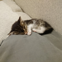 Tekir Kedi, Kedi  Pasta fotoğrafı