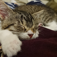 Tekir Kedi, Kedi  Pasta fotoğrafı