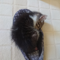 Tekir Kedi, Kedi  Pasta fotoğrafı