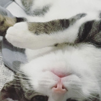 Soke, Kedi  Osman fotoğrafı