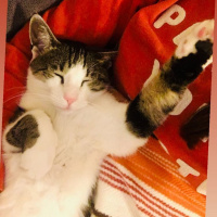 Soke, Kedi  Osman fotoğrafı