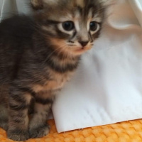 Tekir Kedi, Kedi  Keko fotoğrafı