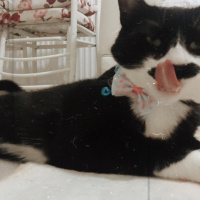 Tekir Kedi, Kedi  Rıfkı fotoğrafı