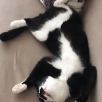 Tekir Kedi, Kedi  Rıfkı fotoğrafı