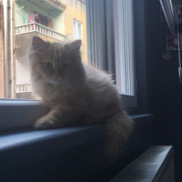 Chinchilla, Kedi  Joffrey fotoğrafı