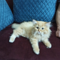 Chinchilla, Kedi  Joffrey fotoğrafı