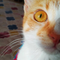 Sarman, Kedi  Matmazel fotoğrafı