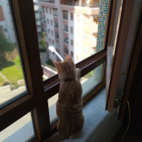 Sarman, Kedi  Hoşaf fotoğrafı