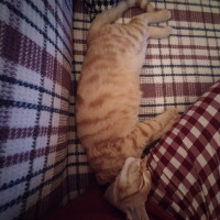 Sarman, Kedi  Hoşaf fotoğrafı