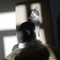 Tekir Kedi, Kedi  Simba fotoğrafı