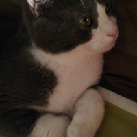 Tekir Kedi, Kedi  Simba fotoğrafı