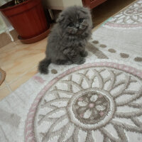 Scottish Fold, Kedi  Duhan fotoğrafı