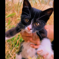 Tekir Kedi, Kedi  Bulut ve Gece fotoğrafı