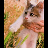 Tekir Kedi, Kedi  Bulut ve Gece fotoğrafı