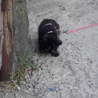 Tekir Kedi, Kedi  Pekmez fotoğrafı