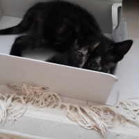 Tekir Kedi, Kedi  Pekmez fotoğrafı