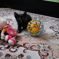 Tekir Kedi, Kedi  Pekmez fotoğrafı