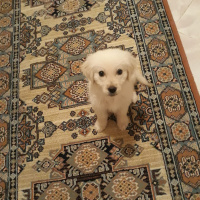 Golden Retriever, Köpek  LEX fotoğrafı
