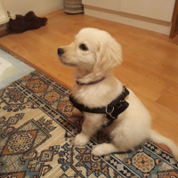Golden Retriever, Köpek  LEX fotoğrafı