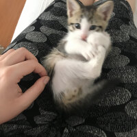 Tekir Kedi, Kedi  pesmet fotoğrafı