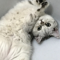 British Shorthair, Kedi  EzO fotoğrafı
